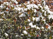 ALBERO DI NATALE NATURALE