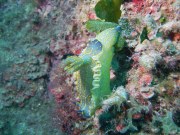SEA&SEA 1200HD