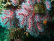 SEA&SEA 1200HD