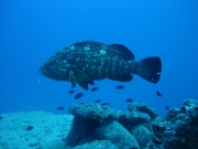 SOTTO IL MARE (6)