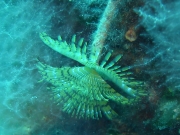 SOTTO IL MARE (7)