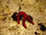 SOTTO IL MARE